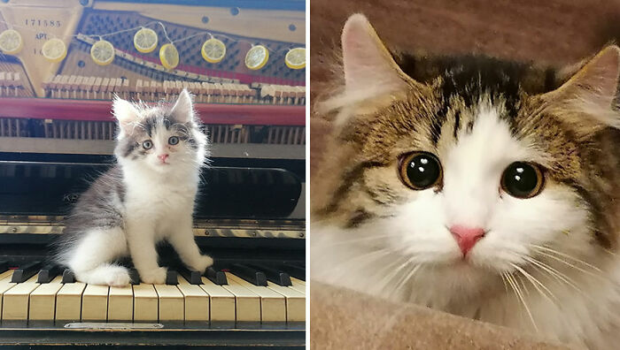 The Best Of ‘Cat Grows’: 50 Heartwarming Transformations From The Community The Best Of ‘Cat Grows’: 50 Heartwarming Transformations From The Community