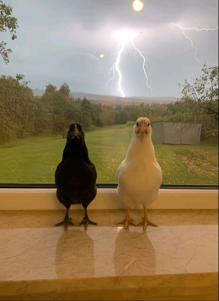 People Are Chuckling At These Pictures That “Go Hard,” So Here Are 80 Of The Very Best People Are Chuckling At These Pictures That “Go Hard,” So Here Are 80 Of The Very Best
