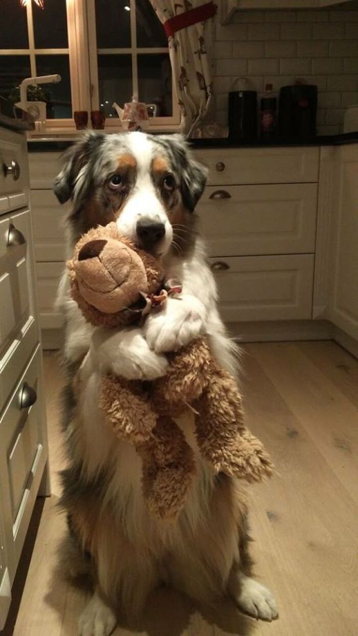 80 Funny Dog Memes For Anyone Who Has A Dog Or Just Wants A Good Laugh 80 Funny Dog Memes For Anyone Who Has A Dog Or Just Wants A Good Laugh