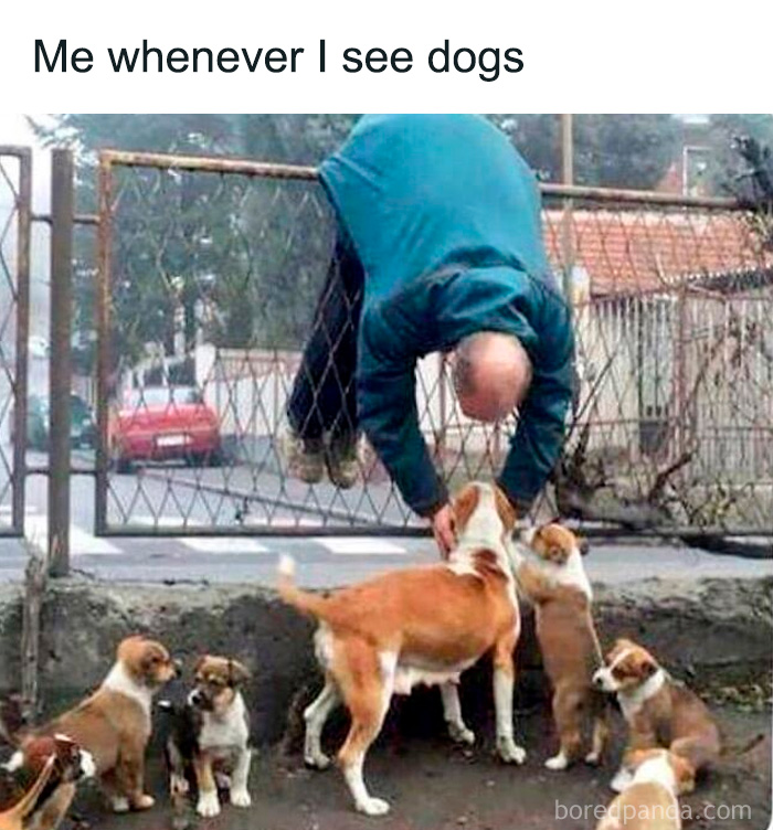 80 Funny Dog Memes For Anyone Who Has A Dog Or Just Wants A Good Laugh 80 Funny Dog Memes For Anyone Who Has A Dog Or Just Wants A Good Laugh