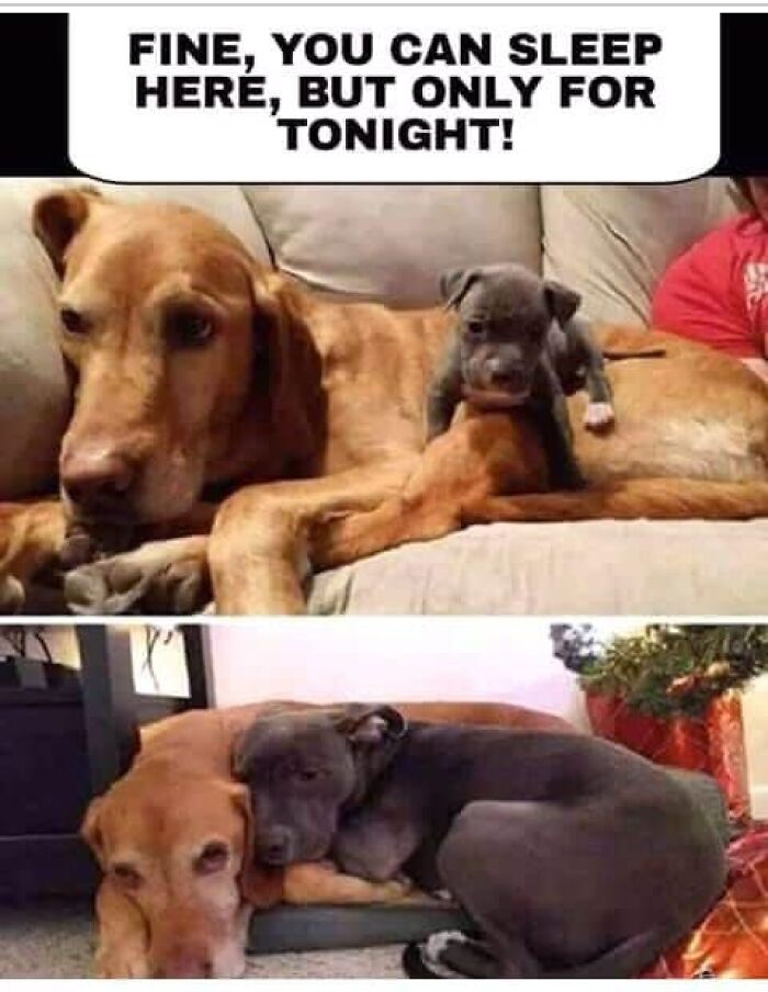 80 Funny Dog Memes For Anyone Who Has A Dog Or Just Wants A Good Laugh 80 Funny Dog Memes For Anyone Who Has A Dog Or Just Wants A Good Laugh