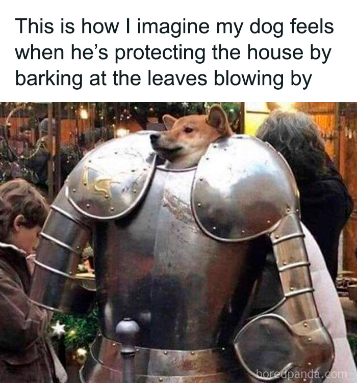 80 Funny Dog Memes For Anyone Who Has A Dog Or Just Wants A Good Laugh 80 Funny Dog Memes For Anyone Who Has A Dog Or Just Wants A Good Laugh