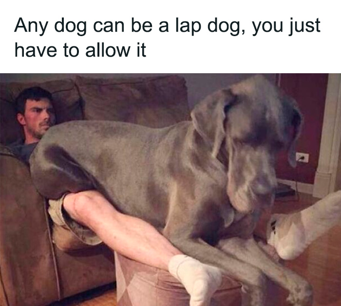 80 Funny Dog Memes For Anyone Who Has A Dog Or Just Wants A Good Laugh 80 Funny Dog Memes For Anyone Who Has A Dog Or Just Wants A Good Laugh