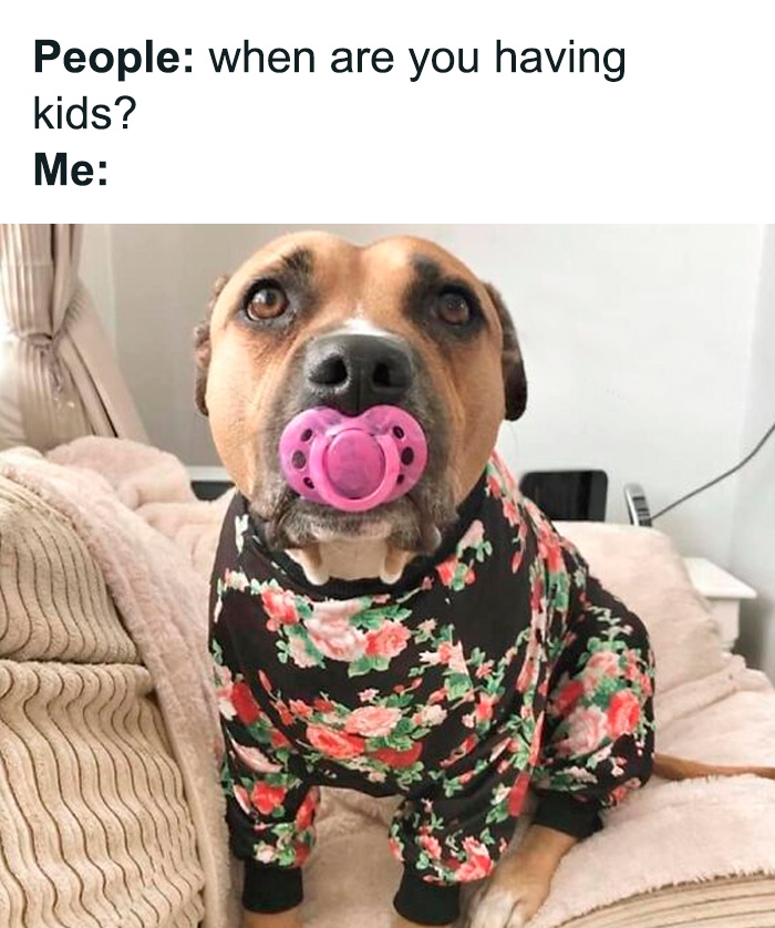 80 Funny Dog Memes For Anyone Who Has A Dog Or Just Wants A Good Laugh 80 Funny Dog Memes For Anyone Who Has A Dog Or Just Wants A Good Laugh