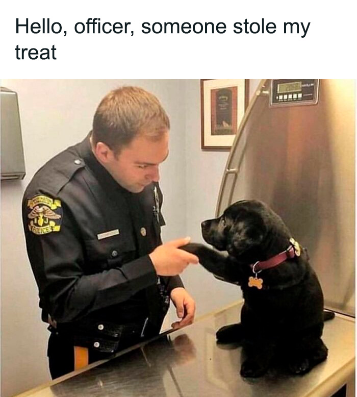 80 Funny Dog Memes For Anyone Who Has A Dog Or Just Wants A Good Laugh 80 Funny Dog Memes For Anyone Who Has A Dog Or Just Wants A Good Laugh