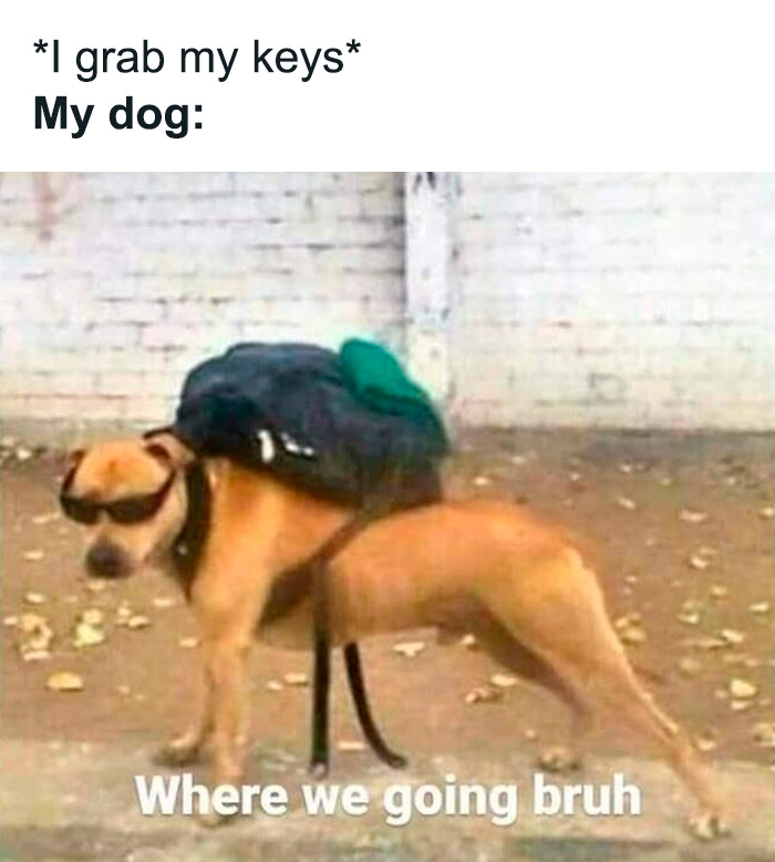 80 Funny Dog Memes For Anyone Who Has A Dog Or Just Wants A Good Laugh 80 Funny Dog Memes For Anyone Who Has A Dog Or Just Wants A Good Laugh