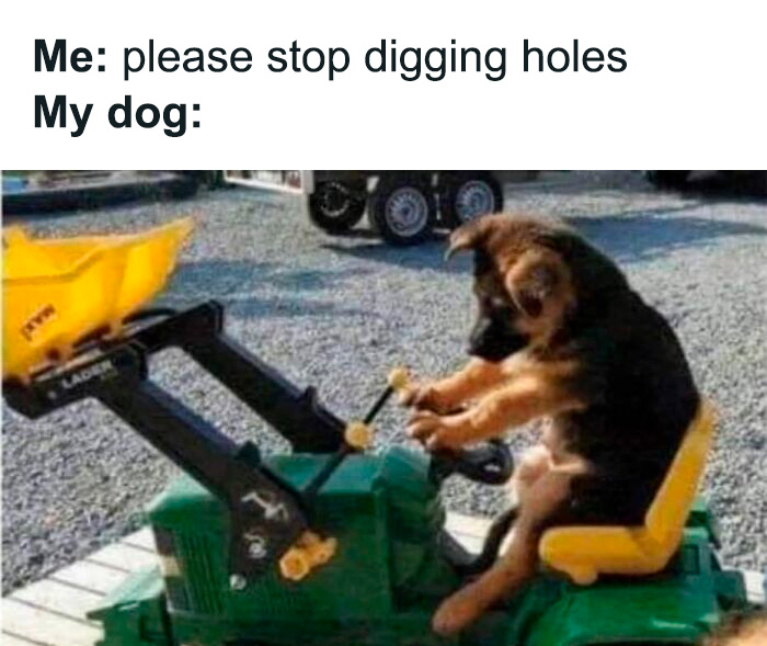 80 Funny Dog Memes For Anyone Who Has A Dog Or Just Wants A Good Laugh 80 Funny Dog Memes For Anyone Who Has A Dog Or Just Wants A Good Laugh