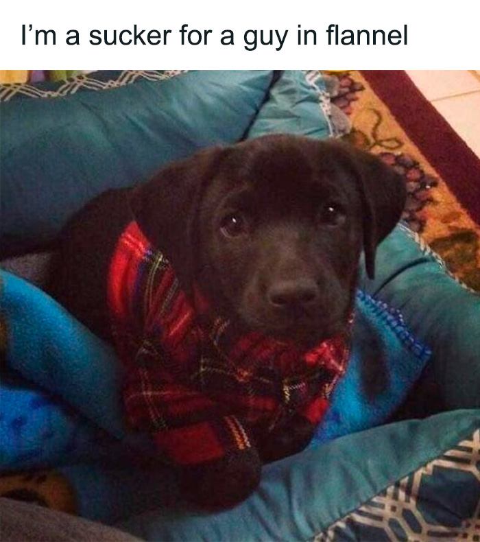 80 Funny Dog Memes For Anyone Who Has A Dog Or Just Wants A Good Laugh 80 Funny Dog Memes For Anyone Who Has A Dog Or Just Wants A Good Laugh