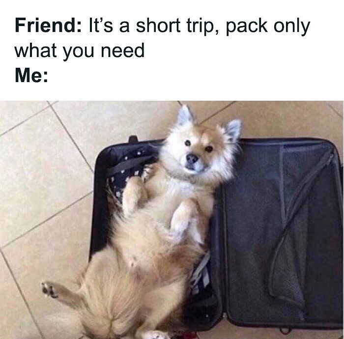 80 Funny Dog Memes For Anyone Who Has A Dog Or Just Wants A Good Laugh 80 Funny Dog Memes For Anyone Who Has A Dog Or Just Wants A Good Laugh