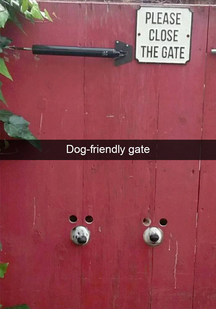 80 Funny Dog Memes For Anyone Who Has A Dog Or Just Wants A Good Laugh 80 Funny Dog Memes For Anyone Who Has A Dog Or Just Wants A Good Laugh