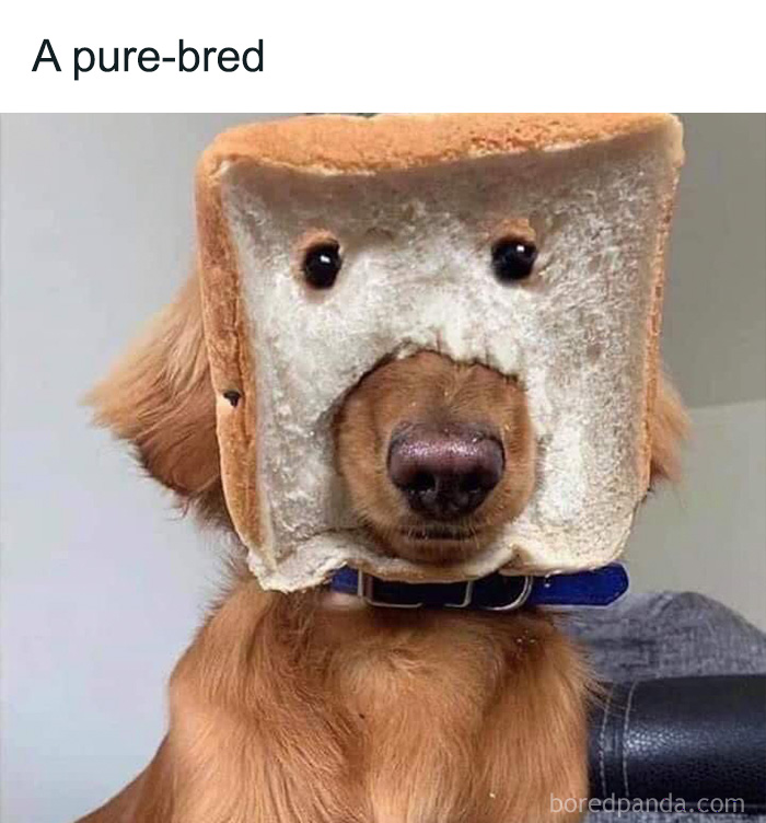 80 Funny Dog Memes For Anyone Who Has A Dog Or Just Wants A Good Laugh 80 Funny Dog Memes For Anyone Who Has A Dog Or Just Wants A Good Laugh