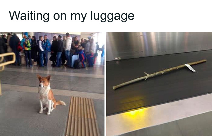 80 Funny Dog Memes For Anyone Who Has A Dog Or Just Wants A Good Laugh 80 Funny Dog Memes For Anyone Who Has A Dog Or Just Wants A Good Laugh