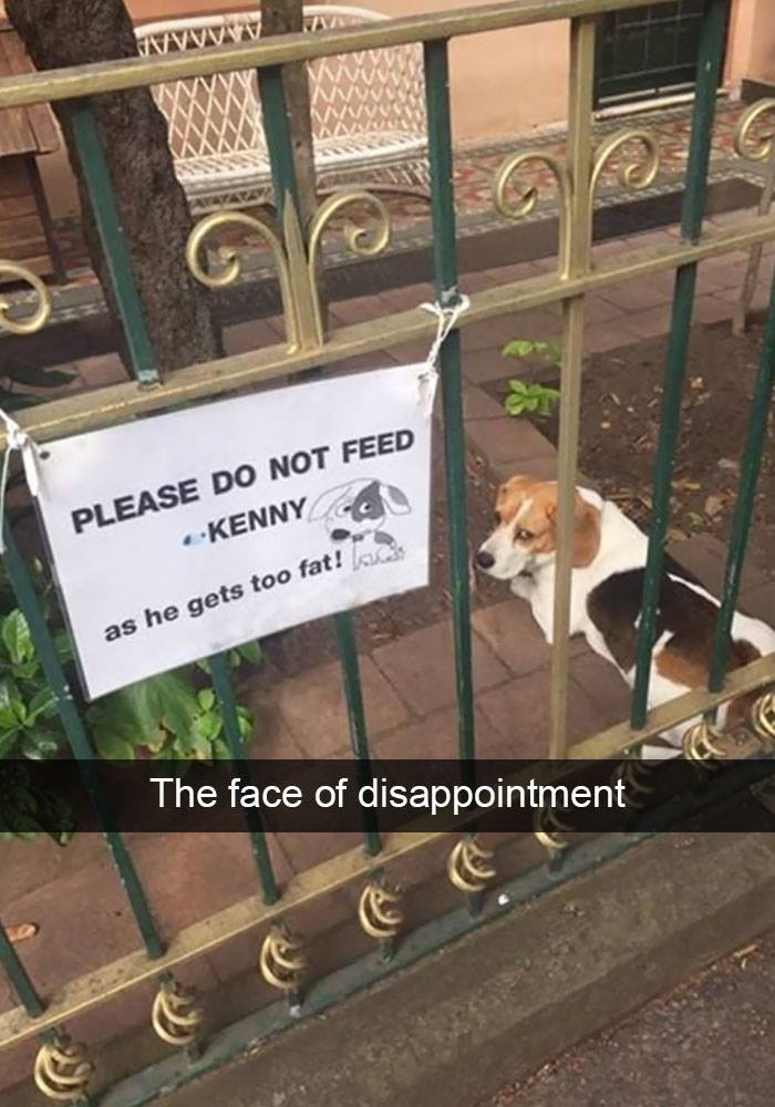 80 Funny Dog Memes For Anyone Who Has A Dog Or Just Wants A Good Laugh 80 Funny Dog Memes For Anyone Who Has A Dog Or Just Wants A Good Laugh