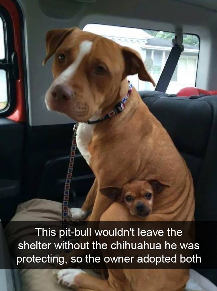 80 Funny Dog Memes For Anyone Who Has A Dog Or Just Wants A Good Laugh 80 Funny Dog Memes For Anyone Who Has A Dog Or Just Wants A Good Laugh