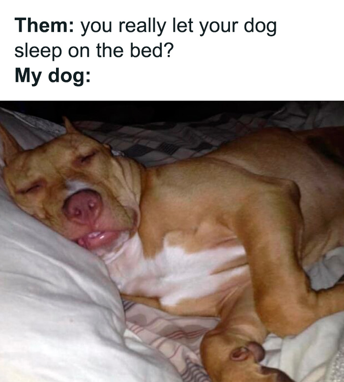 80 Funny Dog Memes For Anyone Who Has A Dog Or Just Wants A Good Laugh 80 Funny Dog Memes For Anyone Who Has A Dog Or Just Wants A Good Laugh