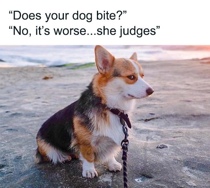 80 Funny Dog Memes For Anyone Who Has A Dog Or Just Wants A Good Laugh 80 Funny Dog Memes For Anyone Who Has A Dog Or Just Wants A Good Laugh