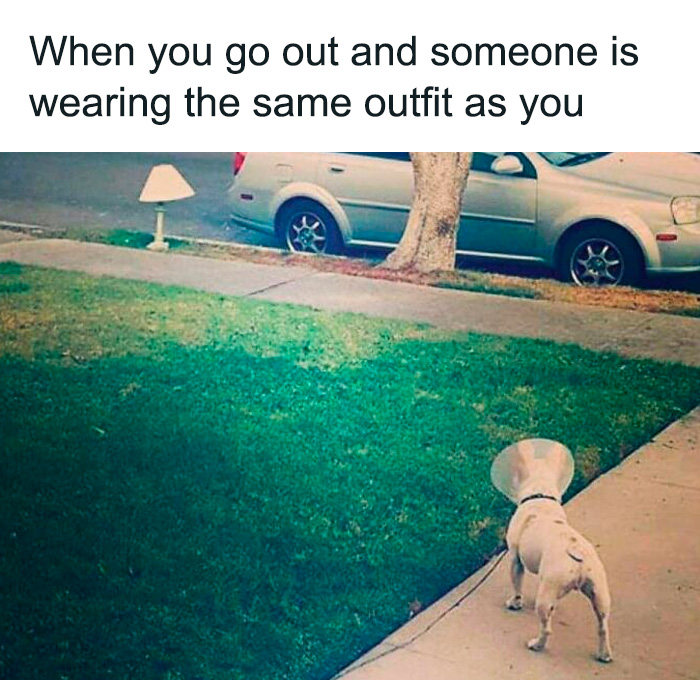 80 Funny Dog Memes For Anyone Who Has A Dog Or Just Wants A Good Laugh 80 Funny Dog Memes For Anyone Who Has A Dog Or Just Wants A Good Laugh