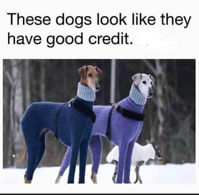 80 Funny Dog Memes For Anyone Who Has A Dog Or Just Wants A Good Laugh 80 Funny Dog Memes For Anyone Who Has A Dog Or Just Wants A Good Laugh