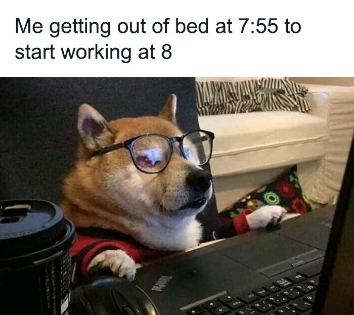 80 Funny Dog Memes For Anyone Who Has A Dog Or Just Wants A Good Laugh 80 Funny Dog Memes For Anyone Who Has A Dog Or Just Wants A Good Laugh
