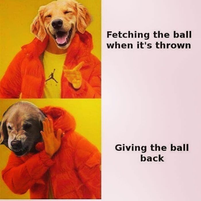80 Funny Dog Memes For Anyone Who Has A Dog Or Just Wants A Good Laugh 80 Funny Dog Memes For Anyone Who Has A Dog Or Just Wants A Good Laugh