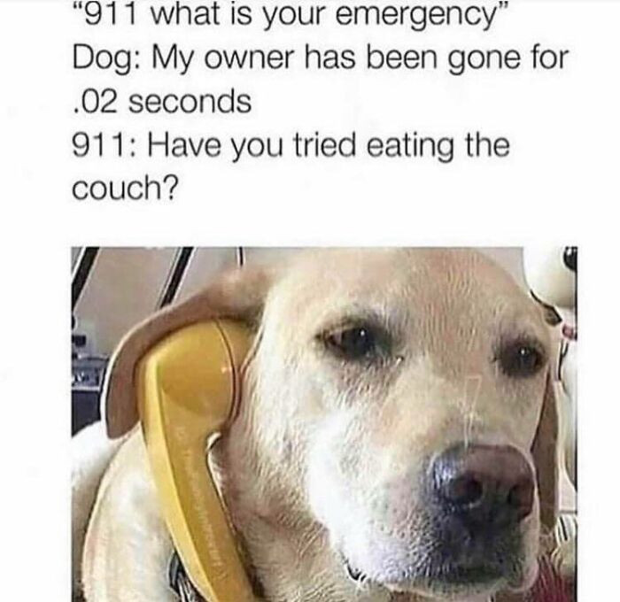 80 Funny Dog Memes For Anyone Who Has A Dog Or Just Wants A Good Laugh 80 Funny Dog Memes For Anyone Who Has A Dog Or Just Wants A Good Laugh