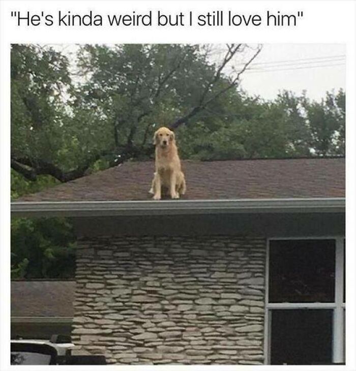 80 Funny Dog Memes For Anyone Who Has A Dog Or Just Wants A Good Laugh 80 Funny Dog Memes For Anyone Who Has A Dog Or Just Wants A Good Laugh