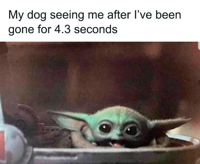 80 Funny Dog Memes For Anyone Who Has A Dog Or Just Wants A Good Laugh 80 Funny Dog Memes For Anyone Who Has A Dog Or Just Wants A Good Laugh