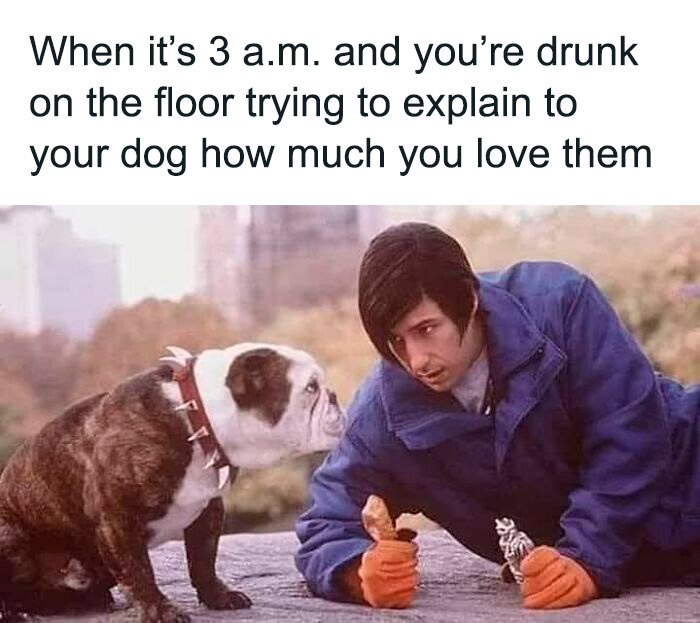80 Funny Dog Memes For Anyone Who Has A Dog Or Just Wants A Good Laugh 80 Funny Dog Memes For Anyone Who Has A Dog Or Just Wants A Good Laugh