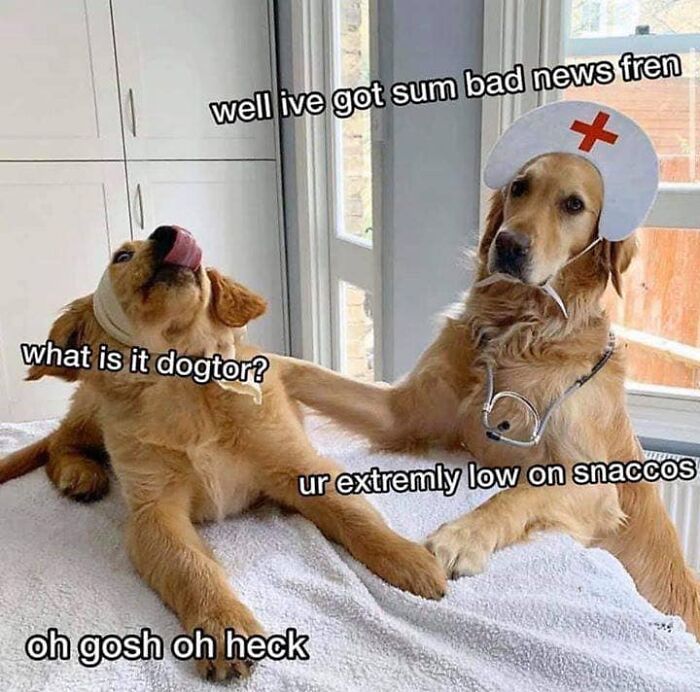 80 Funny Dog Memes For Anyone Who Has A Dog Or Just Wants A Good Laugh 80 Funny Dog Memes For Anyone Who Has A Dog Or Just Wants A Good Laugh