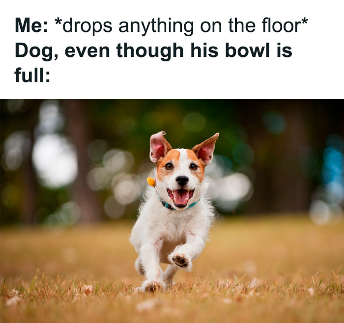 80 Funny Dog Memes For Anyone Who Has A Dog Or Just Wants A Good Laugh 80 Funny Dog Memes For Anyone Who Has A Dog Or Just Wants A Good Laugh
