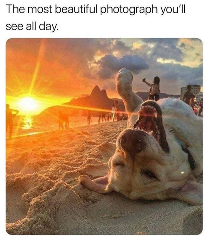 80 Funny Dog Memes For Anyone Who Has A Dog Or Just Wants A Good Laugh 80 Funny Dog Memes For Anyone Who Has A Dog Or Just Wants A Good Laugh