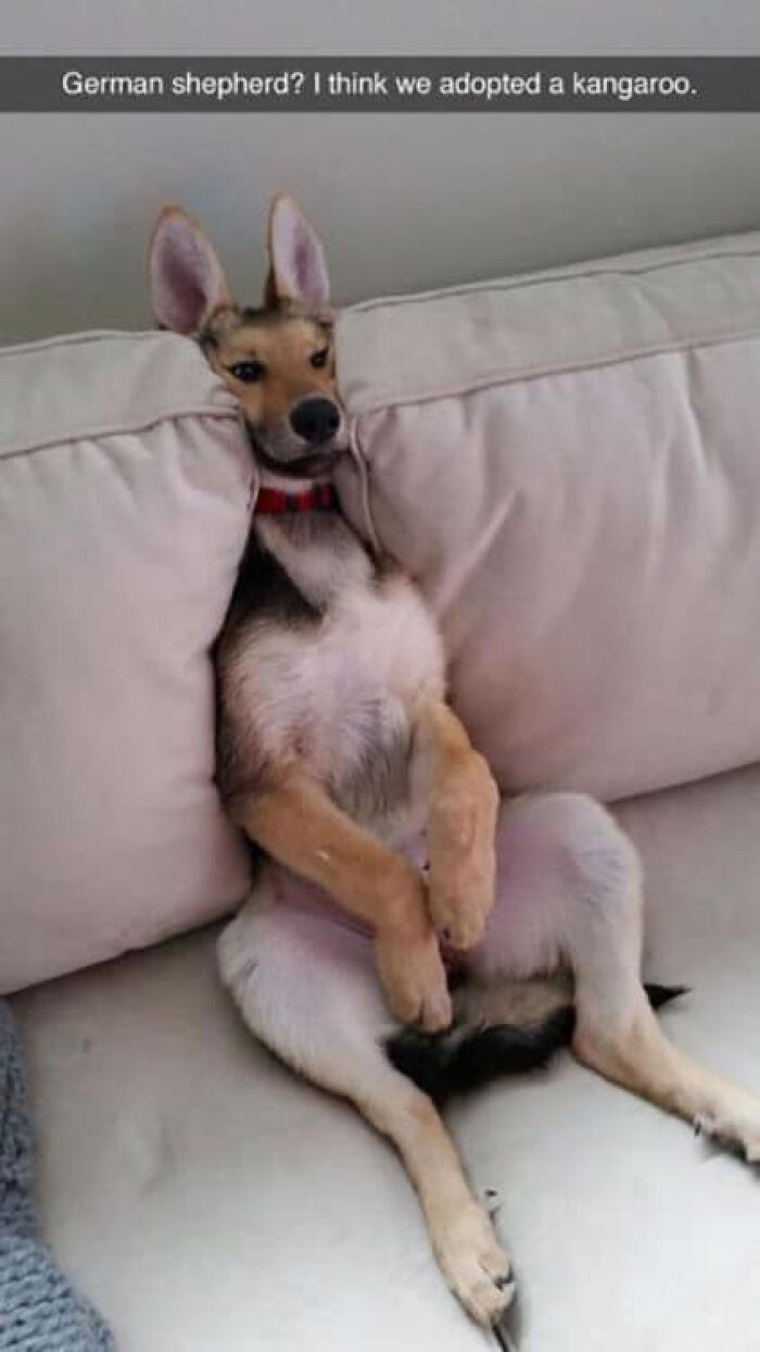 80 Funny Dog Memes For Anyone Who Has A Dog Or Just Wants A Good Laugh 80 Funny Dog Memes For Anyone Who Has A Dog Or Just Wants A Good Laugh