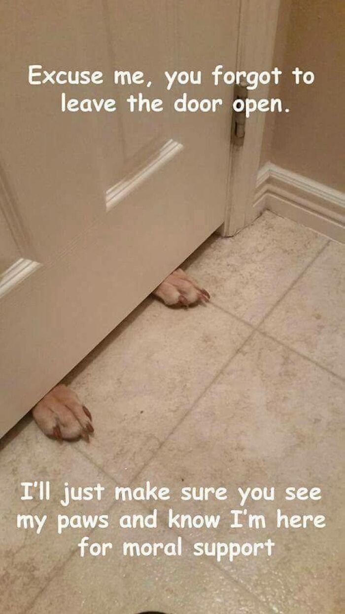 80 Funny Dog Memes For Anyone Who Has A Dog Or Just Wants A Good Laugh 80 Funny Dog Memes For Anyone Who Has A Dog Or Just Wants A Good Laugh