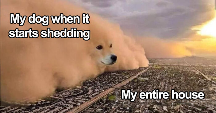 80 Funny Dog Memes For Anyone Who Has A Dog Or Just Wants A Good Laugh 80 Funny Dog Memes For Anyone Who Has A Dog Or Just Wants A Good Laugh