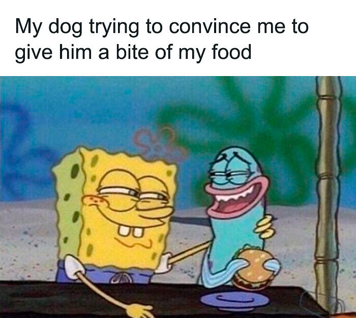80 Funny Dog Memes For Anyone Who Has A Dog Or Just Wants A Good Laugh 80 Funny Dog Memes For Anyone Who Has A Dog Or Just Wants A Good Laugh