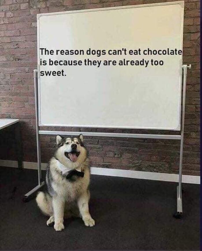 80 Funny Dog Memes For Anyone Who Has A Dog Or Just Wants A Good Laugh 80 Funny Dog Memes For Anyone Who Has A Dog Or Just Wants A Good Laugh