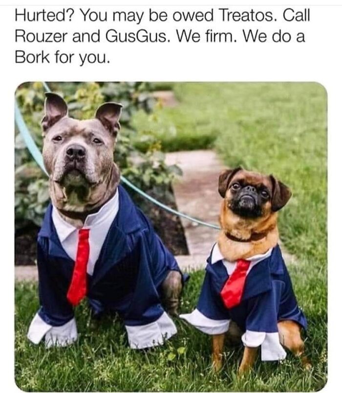 80 Funny Dog Memes For Anyone Who Has A Dog Or Just Wants A Good Laugh 80 Funny Dog Memes For Anyone Who Has A Dog Or Just Wants A Good Laugh