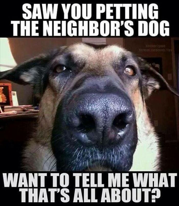 80 Funny Dog Memes For Anyone Who Has A Dog Or Just Wants A Good Laugh 80 Funny Dog Memes For Anyone Who Has A Dog Or Just Wants A Good Laugh