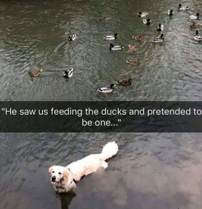 80 Funny Dog Memes For Anyone Who Has A Dog Or Just Wants A Good Laugh 80 Funny Dog Memes For Anyone Who Has A Dog Or Just Wants A Good Laugh