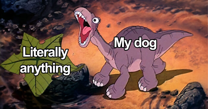 80 Funny Dog Memes For Anyone Who Has A Dog Or Just Wants A Good Laugh 80 Funny Dog Memes For Anyone Who Has A Dog Or Just Wants A Good Laugh