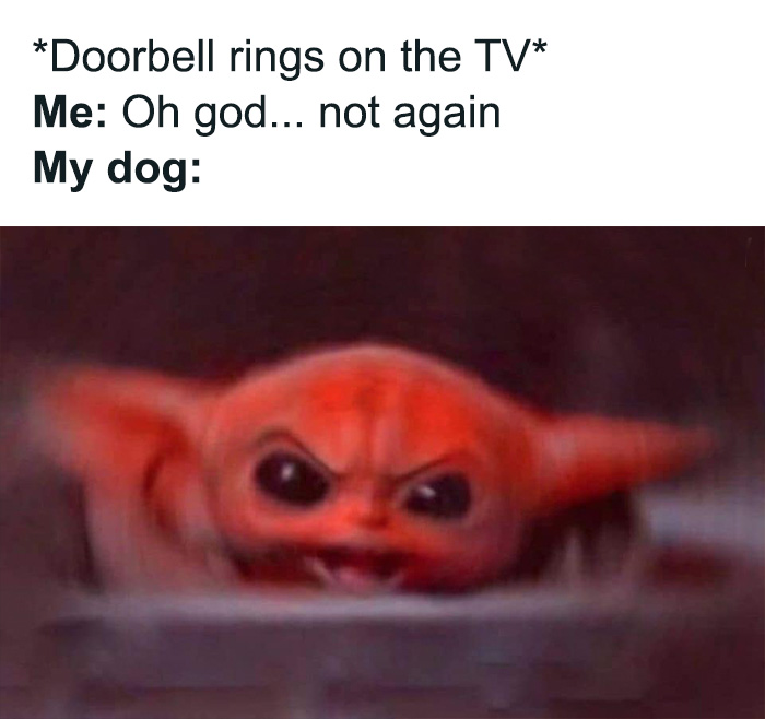 80 Funny Dog Memes For Anyone Who Has A Dog Or Just Wants A Good Laugh 80 Funny Dog Memes For Anyone Who Has A Dog Or Just Wants A Good Laugh