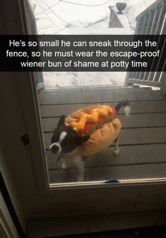 80 Funny Dog Memes For Anyone Who Has A Dog Or Just Wants A Good Laugh 80 Funny Dog Memes For Anyone Who Has A Dog Or Just Wants A Good Laugh