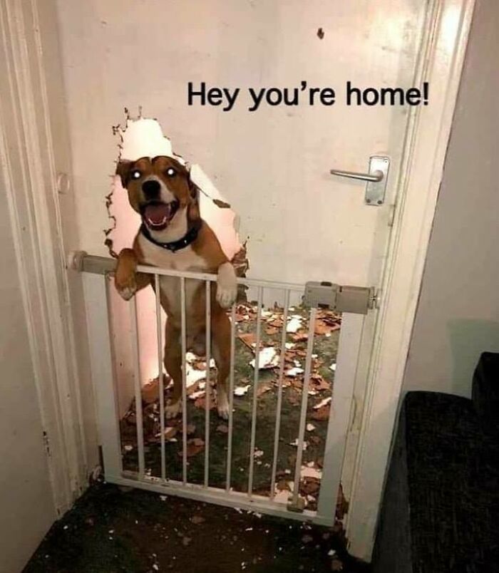 80 Funny Dog Memes For Anyone Who Has A Dog Or Just Wants A Good Laugh 80 Funny Dog Memes For Anyone Who Has A Dog Or Just Wants A Good Laugh