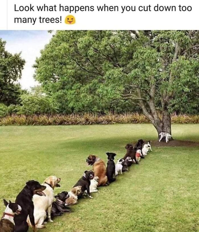 80 Funny Dog Memes For Anyone Who Has A Dog Or Just Wants A Good Laugh 80 Funny Dog Memes For Anyone Who Has A Dog Or Just Wants A Good Laugh