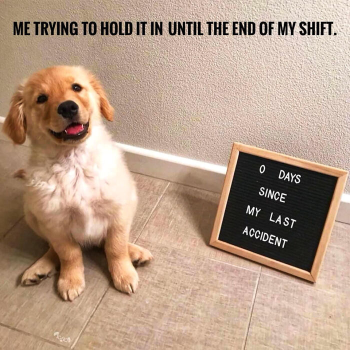 80 Funny Dog Memes For Anyone Who Has A Dog Or Just Wants A Good Laugh 80 Funny Dog Memes For Anyone Who Has A Dog Or Just Wants A Good Laugh