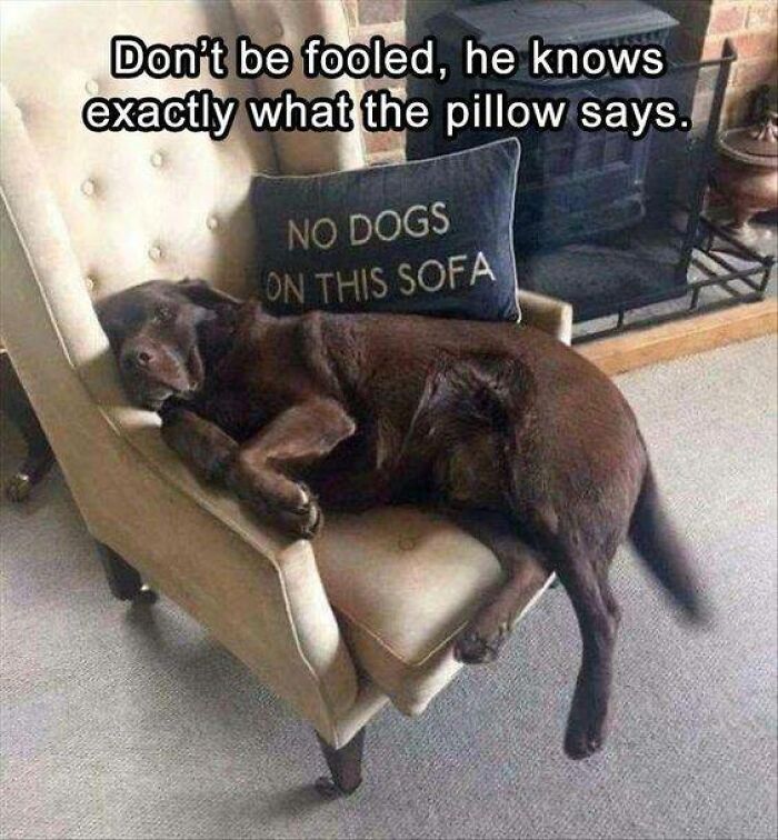 80 Funny Dog Memes For Anyone Who Has A Dog Or Just Wants A Good Laugh 80 Funny Dog Memes For Anyone Who Has A Dog Or Just Wants A Good Laugh