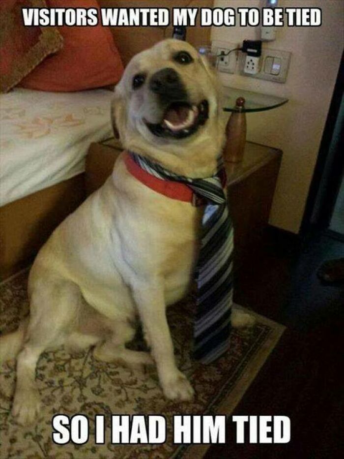 80 Funny Dog Memes For Anyone Who Has A Dog Or Just Wants A Good Laugh 80 Funny Dog Memes For Anyone Who Has A Dog Or Just Wants A Good Laugh