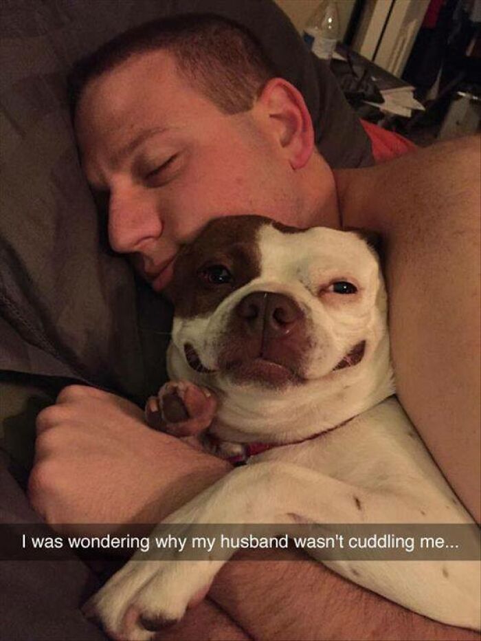 80 Funny Dog Memes For Anyone Who Has A Dog Or Just Wants A Good Laugh 80 Funny Dog Memes For Anyone Who Has A Dog Or Just Wants A Good Laugh