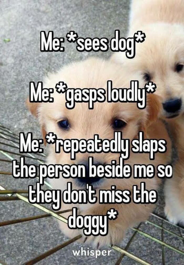 80 Funny Dog Memes For Anyone Who Has A Dog Or Just Wants A Good Laugh 80 Funny Dog Memes For Anyone Who Has A Dog Or Just Wants A Good Laugh