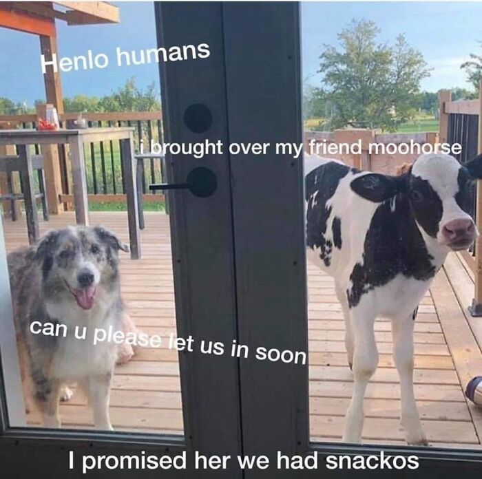 80 Funny Dog Memes For Anyone Who Has A Dog Or Just Wants A Good Laugh 80 Funny Dog Memes For Anyone Who Has A Dog Or Just Wants A Good Laugh